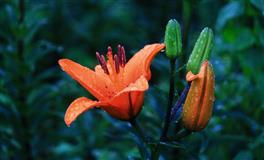 杀破狼金牛座一周运势(5.2-5.8)