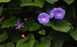 苏珊米勒一周星座运势（5.23-5.29）