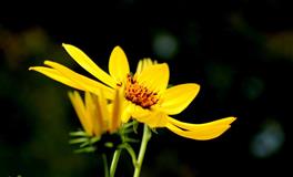 这个星座未来三个月渐入佳境 ，如愿以偿