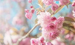 星座女神金牛座一周运势(6.13-6.19)