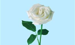 恋爱经常失败 这几个星座需要反思了