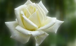 羲邑师姐生肖狗一周运势(6.13-6.19)