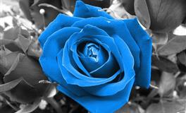 柒爸白羊座一周运势 （6.13-6.19）