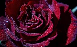 竹猫星球白羊座一周塔罗运势（6.13-6.19）