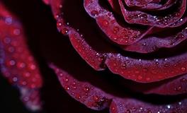 羲邑师姐生肖鼠一周运势(6.20-6.26)