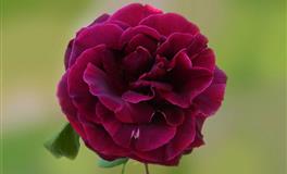 永远长不大的3个星座，单纯美好，活得通透