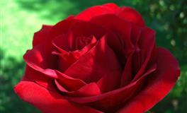 苏珊米勒一周星座运势（6.13-6.19）