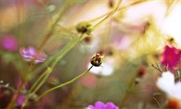 星座女神狮子座一周运势(6.20-6.26)