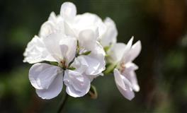 讨论关于四大血型发型的重要性