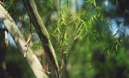 Lunita占星之旅双鱼座一周运势(6.13-6.19)