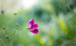 Lunita占星之旅金牛座一周运势(6.13-6.19)