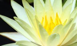 杀破狼双鱼座一周运势(6.13-6.19)