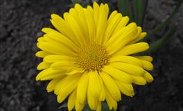 杀破狼双子座一周运势(6.20-6.26)