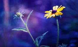 苏珊米勒每日运势2022年6月14日