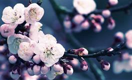 星座女神天秤座一周运势(6.13-6.19)