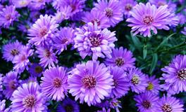 蒂姆金牛座一周运势(6.19-6.25)