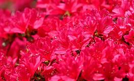 娜迪亚巨蟹座本周运势（6.13–6.19）