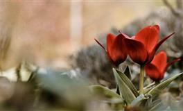 柒爸处女座一周运势 （6.13-6.19）