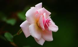 杀破狼天秤座一周运势(6.13-6.19)