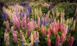 十二星座男谁【婚后最专一】谁又最花心？