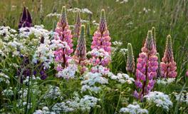 花甜双鱼座2022年7月运势