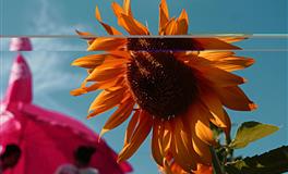 杀破狼天秤座一周运势(6.27-7.3)