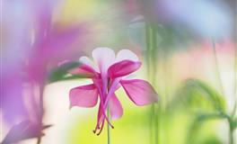 独立性极强的星座女，没有公主病，有的是女王命！