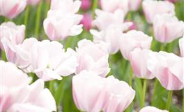 羲邑师姐生肖鼠一周运势(6.27-6.3)