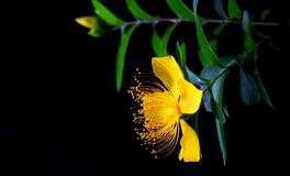 拥有过人的才能，却不轻易显露出来，最低调的三大星座