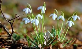 羲邑师姐生肖狗一周运势(6.27-6.3)