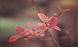 艾菲尔2022年7月星座运势