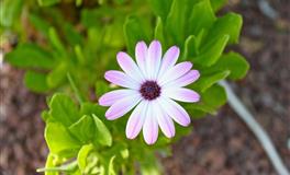 杀破狼双鱼座一周运势(6.27-7.3)