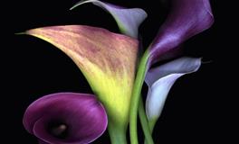 Ezoey徐佩玲2022年7月星座运势