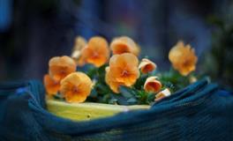 静电鱼双鱼座一周运势(6.27-7.3)