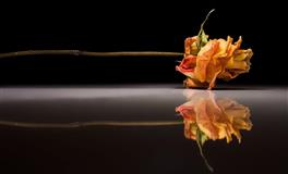 花甜金牛座2022年7月运势