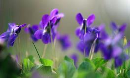 竹猫星球双鱼座一周塔罗运势（6.27-7.3）