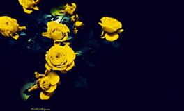 不为职场上的鸡毛蒜皮伤脑筋的星座