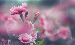 长相甜美，内心特别爷们的三个星座女