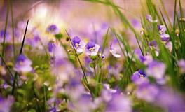 哪些星座从不会对爱人撒谎，他们的感情没有欺骗