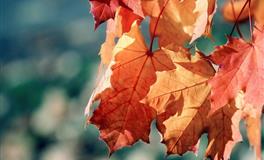 巨蟹座新月12星座许愿指南