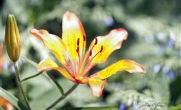 善于伪装的三大星座