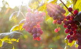 凯利.福克斯金牛座2022年6月运势