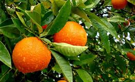 凯利.福克斯双鱼座2022年6月运势