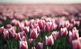 苏珊米勒2022年6月处女座运势完整版