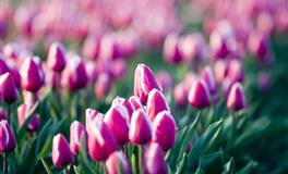 苏珊米勒2022年6月摩羯座运势完整版