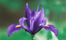 6月，桃花运最强的三大星座