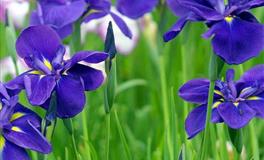 杀破狼白羊座一周运势(6.6-6.12)