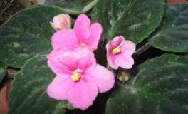 竹猫星球双鱼座一周塔罗运势（6.6-6.12）