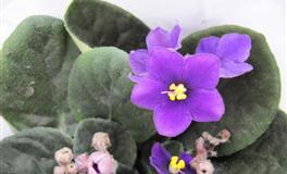 闹闹女巫店水瓶座2022年6月运势