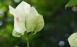 羲邑师姐生肖猴一周运势(7.11-7.17)